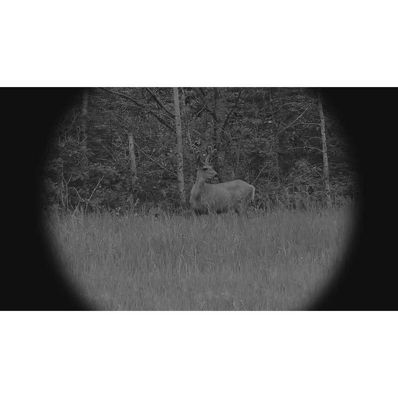X-Vision-IR-LED-Digital-Night-Vision-Binocular-XANB20-View-of-Deer